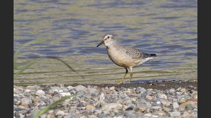 Red Knot