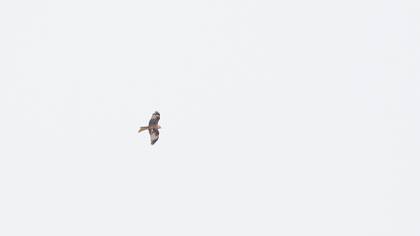 Red Kite