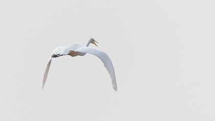 Great Egret