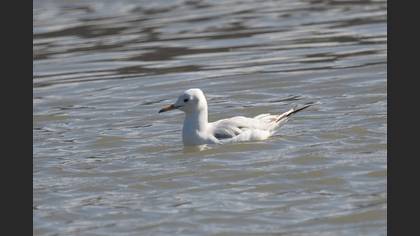 Slender-billed Gull
