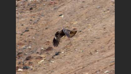 Black Kite
