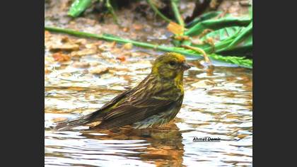 European Serin