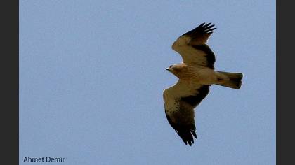 Booted Eagle