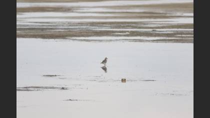 Grey Plover