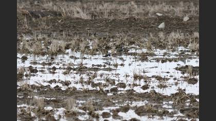 Northern Lapwing
