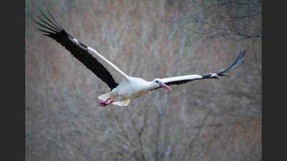 White Stork