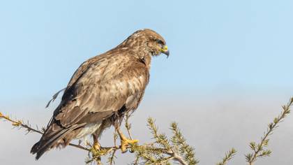 Common Buzzard