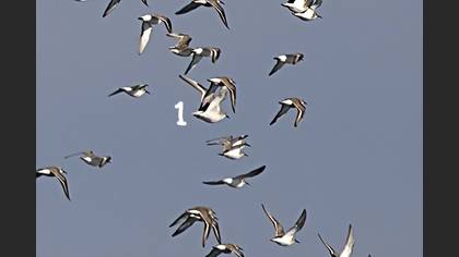 Red Knot