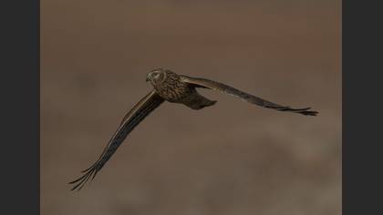 Hen Harrier