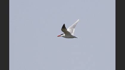 Caspian Tern