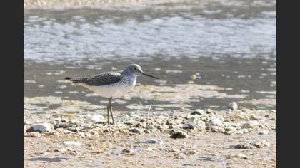 Common Greenshank