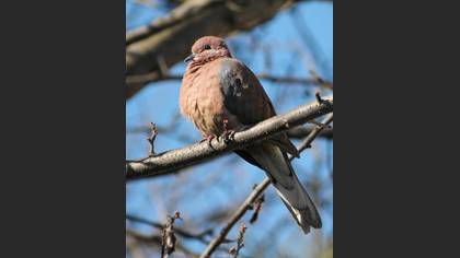 Laughing Dove