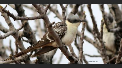 Great Spotted Cuckoo
