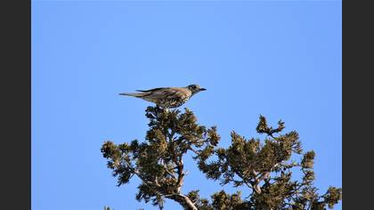 Mistle Thrush