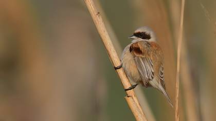 Eurasian Penduline Tit