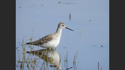 Marsh Sandpiper