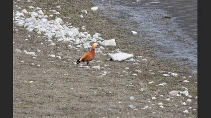 Ruddy Shelduck