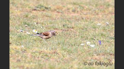 Common Linnet