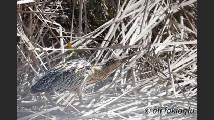 Eurasian Bittern