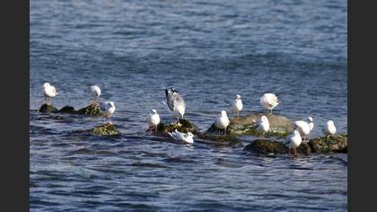 Mew Gull