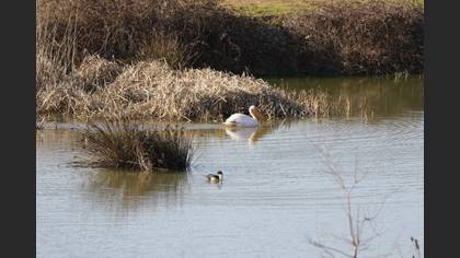 Northern Pintail