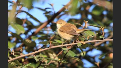 Marsh Warbler