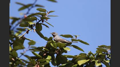 Subalpine Warbler