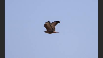 Long-legged Buzzard