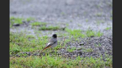 Black Redstart