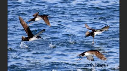 Yelkouan Shearwater