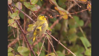Eurasian Siskin