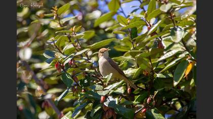 Marsh Warbler