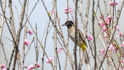 White-spectacled Bulbul