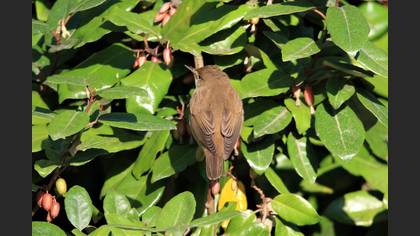 Marsh Warbler