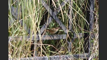 Savi`s Warbler