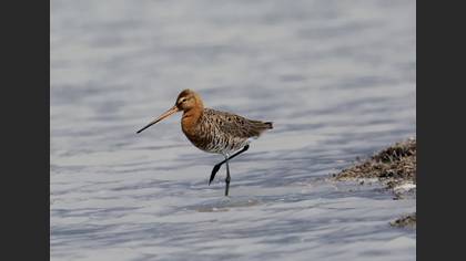 Black-tailed Godwit