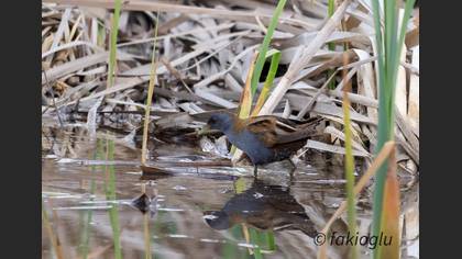 Little Crake