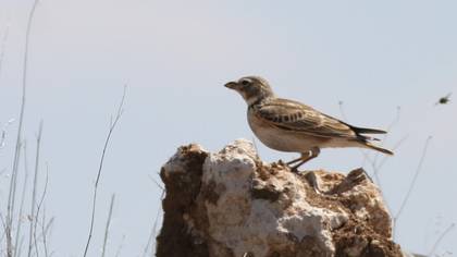 Calandra Lark