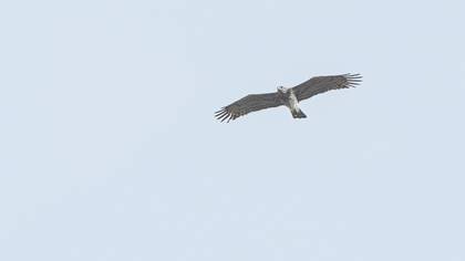 Short-toed Snake Eagle