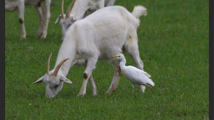 Western Cattle Egret