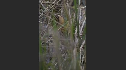 Eurasian Bittern