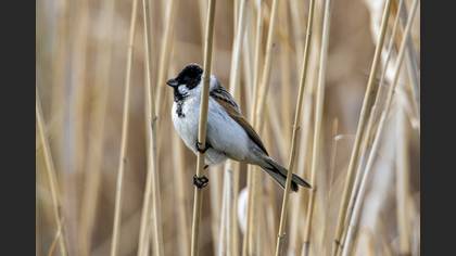 Common Reed Bunting