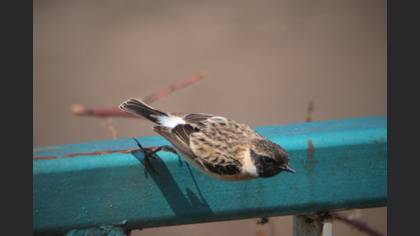Siberian Stonechat