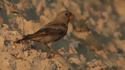 Trumpeter Finch
