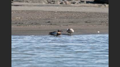 Garganey