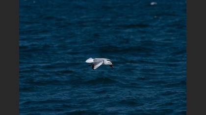 Black-headed Gull
