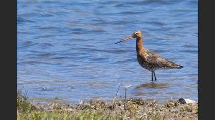 Black-tailed Godwit
