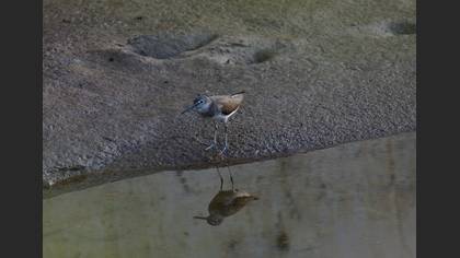 Green Sandpiper