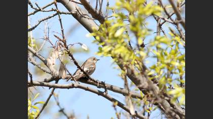 Semicollared Flycatcher