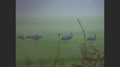 Demoiselle Crane